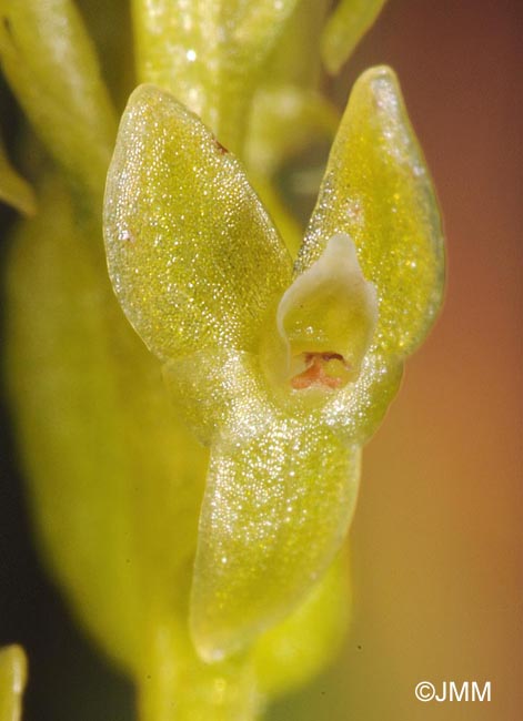 Hammarbya paludosa = Malaxis paludosa